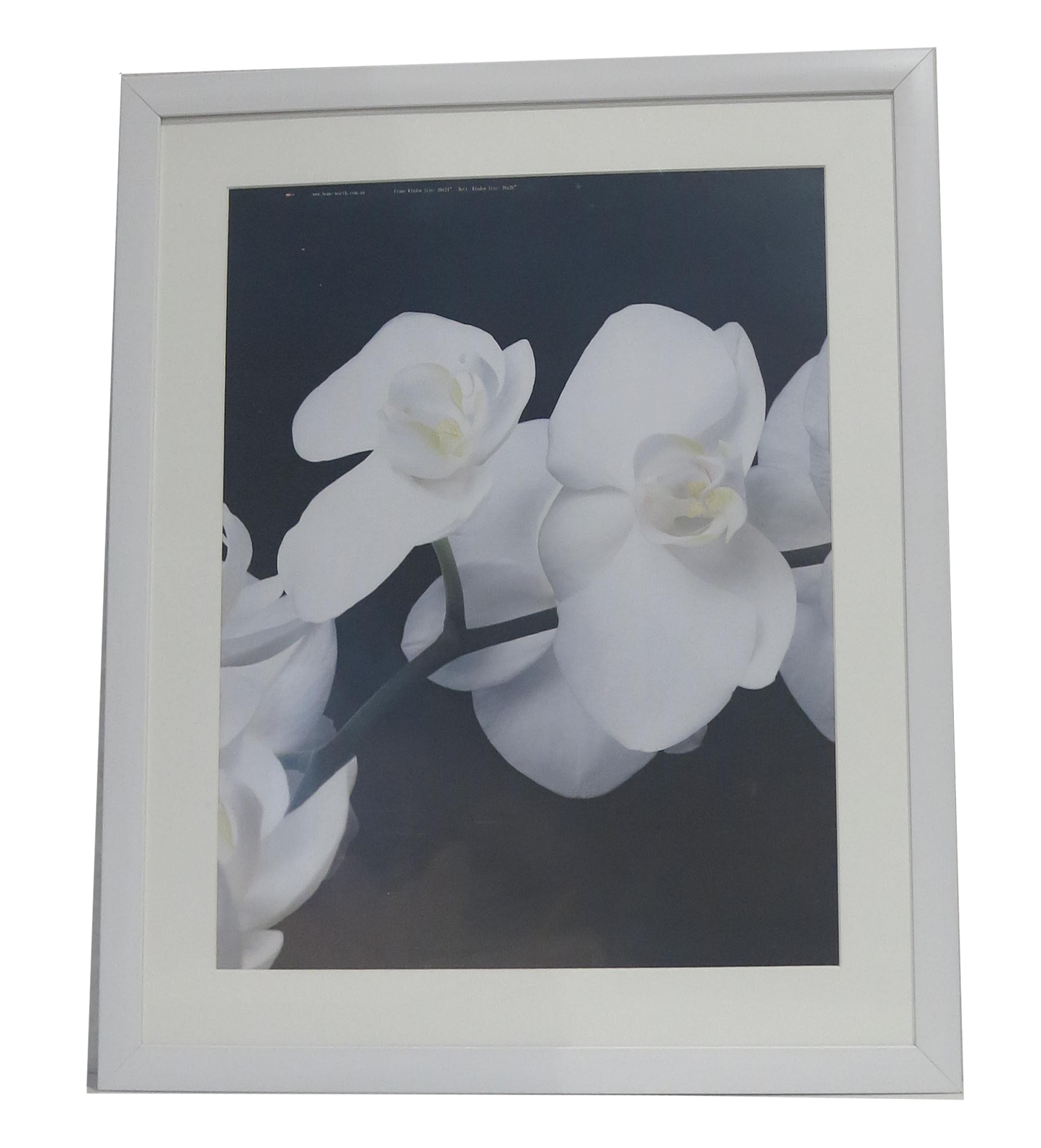Homeworth Photo Frames Certificate Frames A4 A3 A2 4X6 5X7 8X10 11X14 12X16 16X20 20X24 White Color - Babyworth