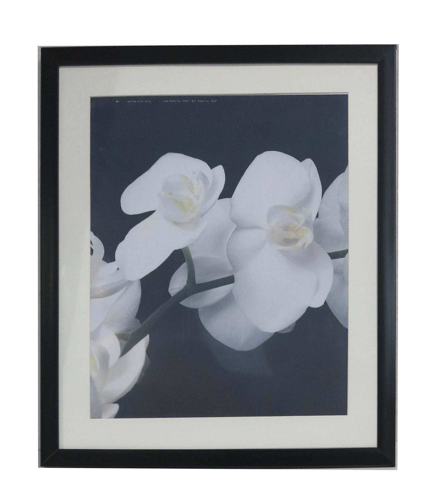 Homeworth Photo Frames (without Mat Border), White / Black / Timber - Babyworth