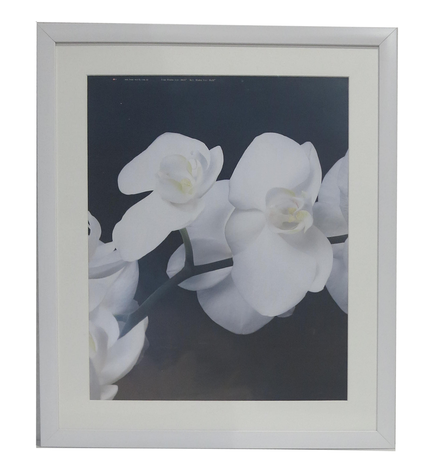 Homeworth Photo Frames (without Mat Border), White / Black / Timber - Babyworth