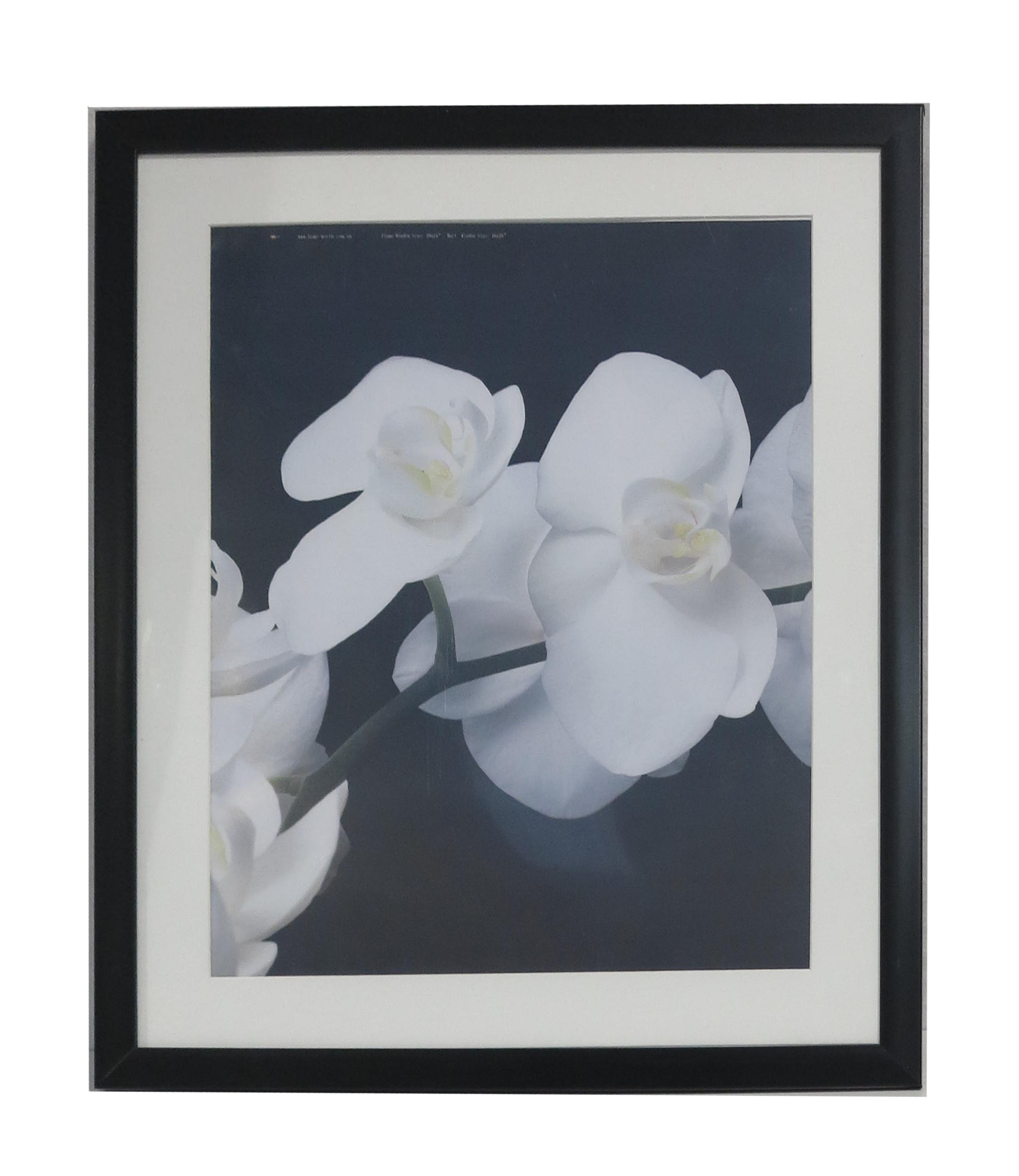 Homeworth Photo Frames (without Mat Border), White / Black / Timber - Babyworth
