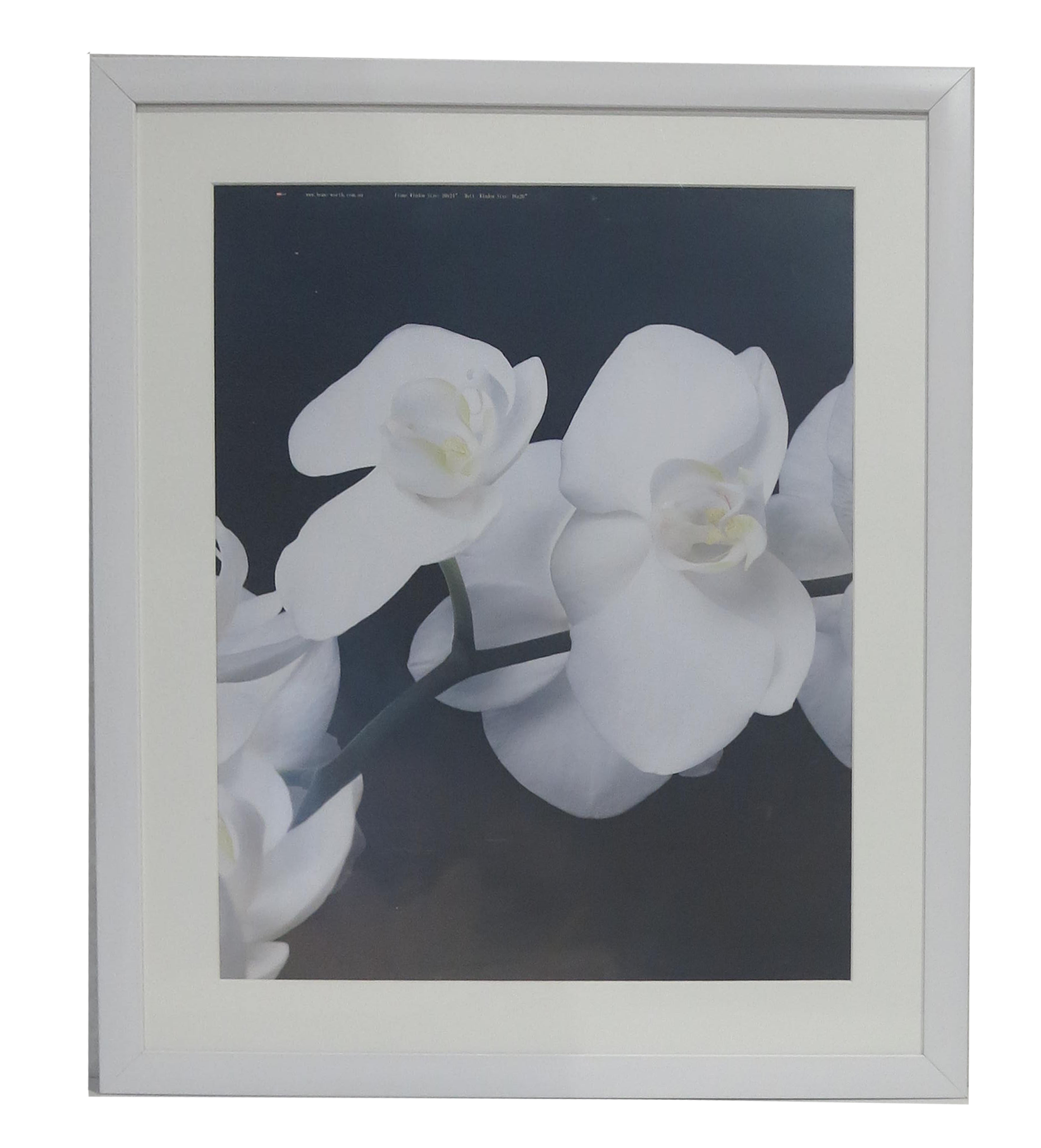 Homeworth Photo Frames (without Mat Border), White / Black / Timber - Babyworth